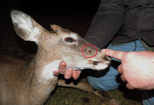 Deer-Arrow removed